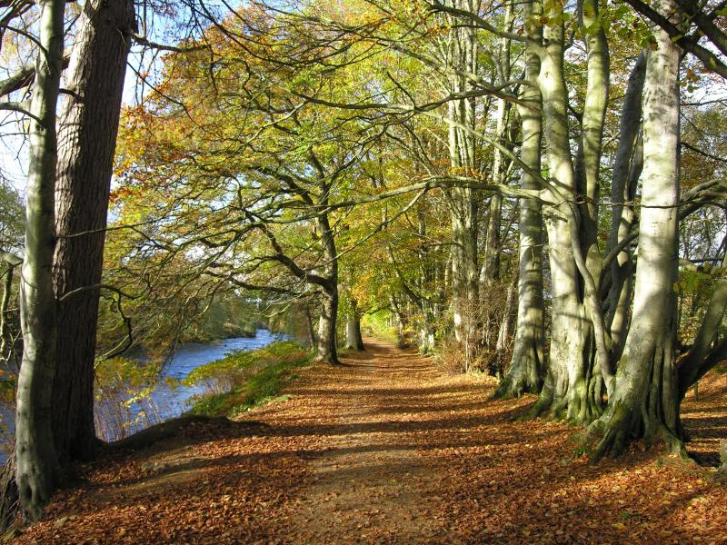 Perthshire Woodland