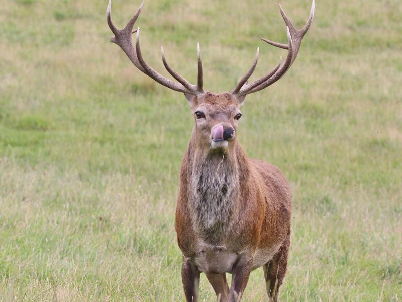 Peter Bash Loch Tummel Stag